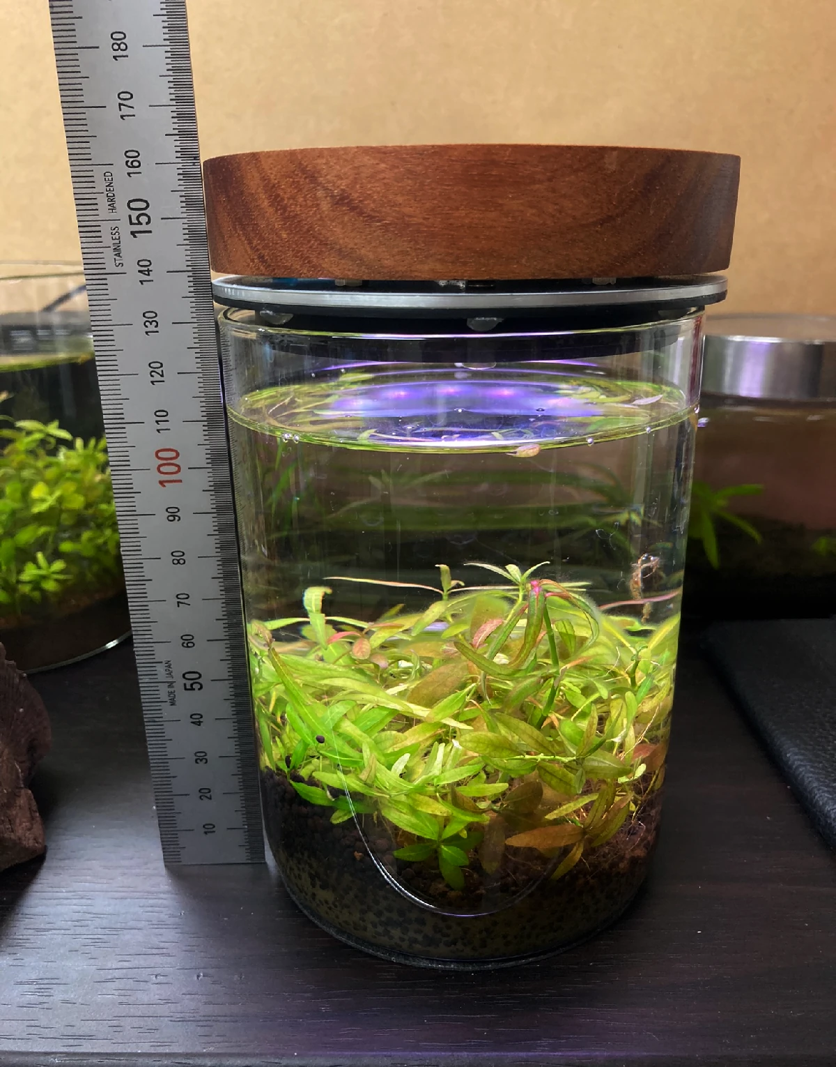 Jar-Gardenを取り付けた水槽のサイズ感(高さは16cmくらい)