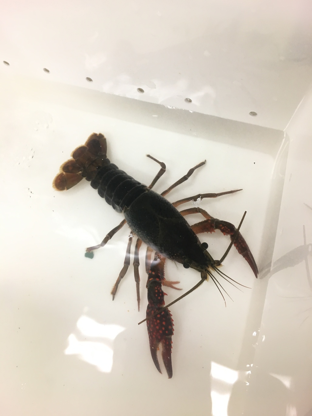 ザリタワーへの移住