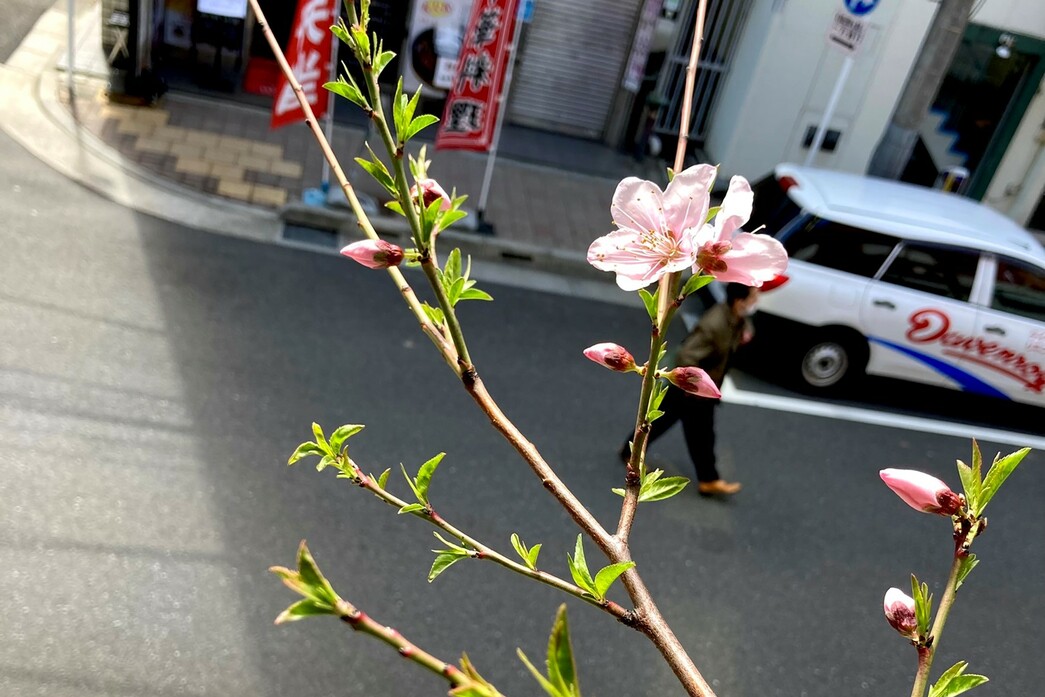 桃の花が咲きました